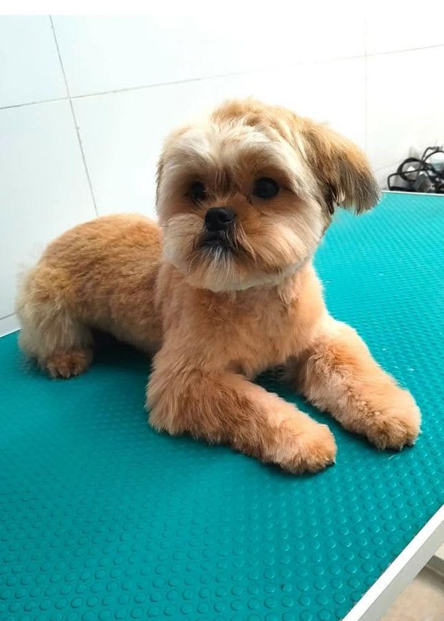 Groomed pet 2