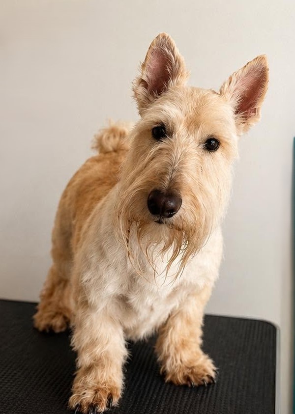 Groomed pet 4